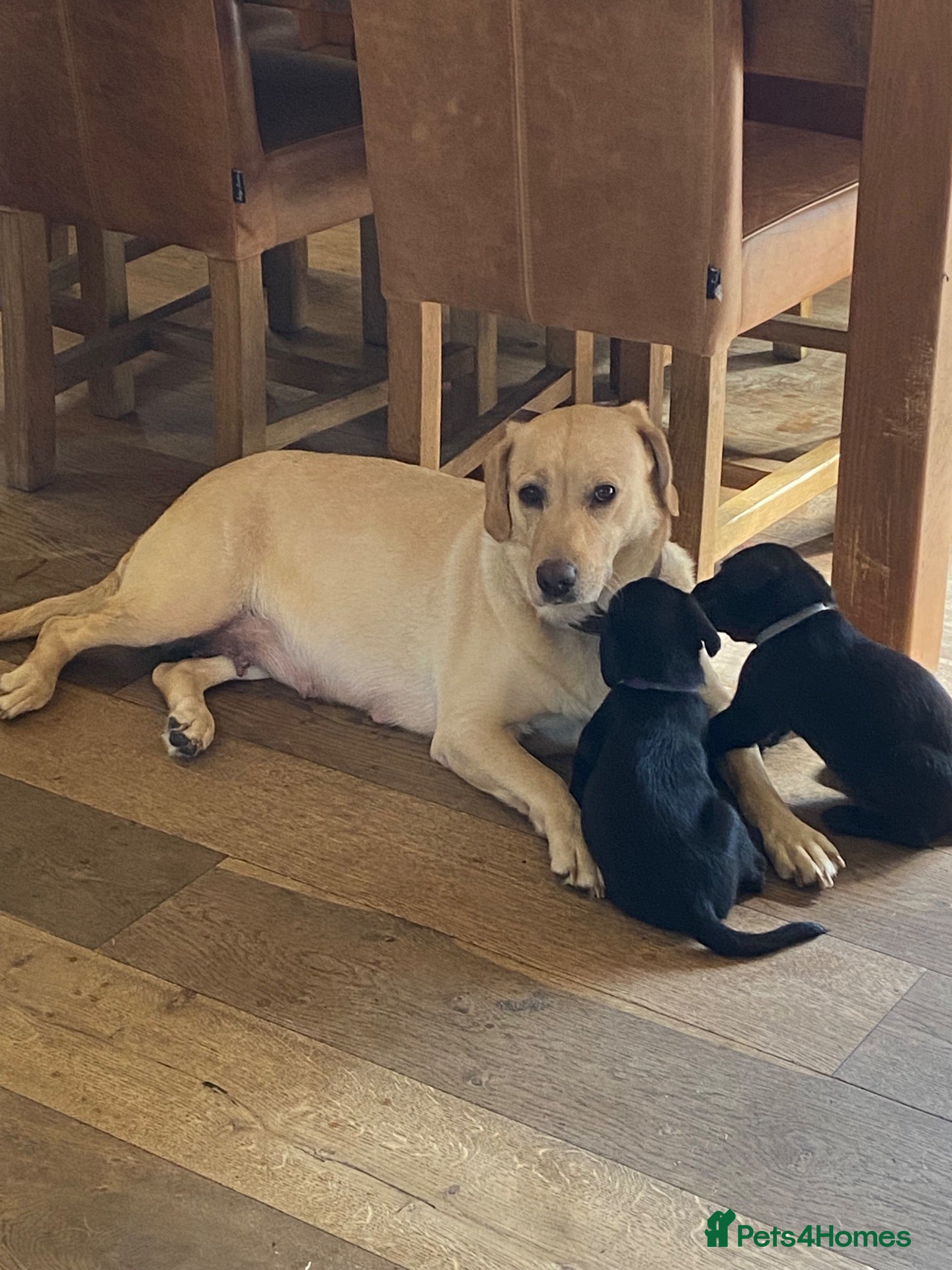Labrador Retriever dogs STUNNING LABRADOR PUPPIES  - Advert 1