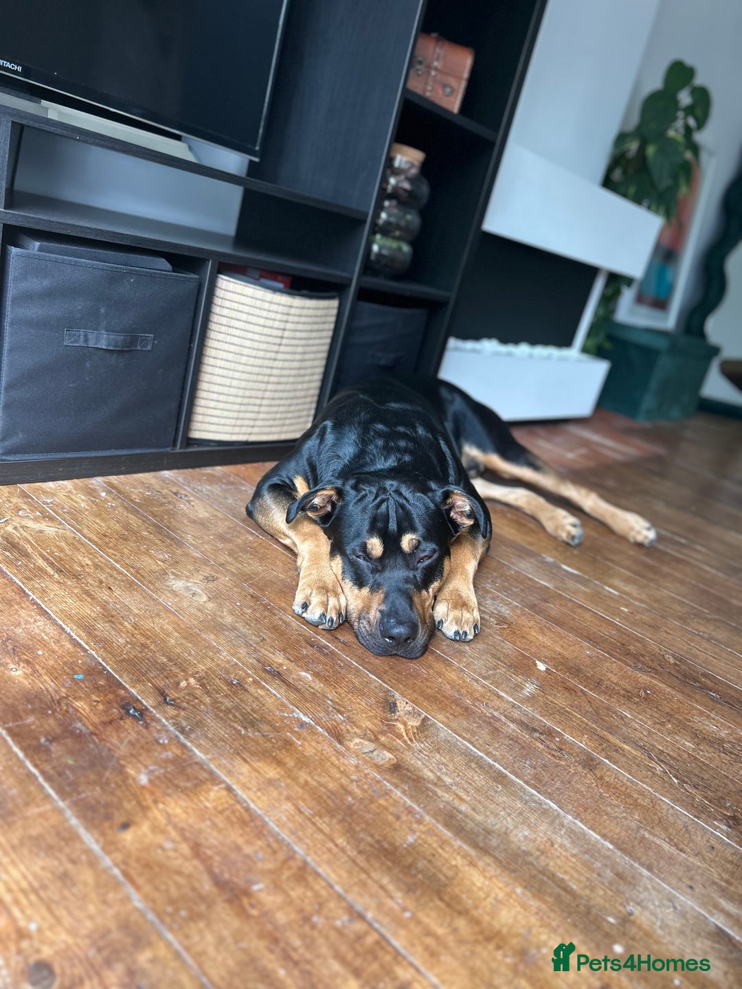 Mixed Breed dogs for sale: Beautiful dog needing forever home - Image 2
