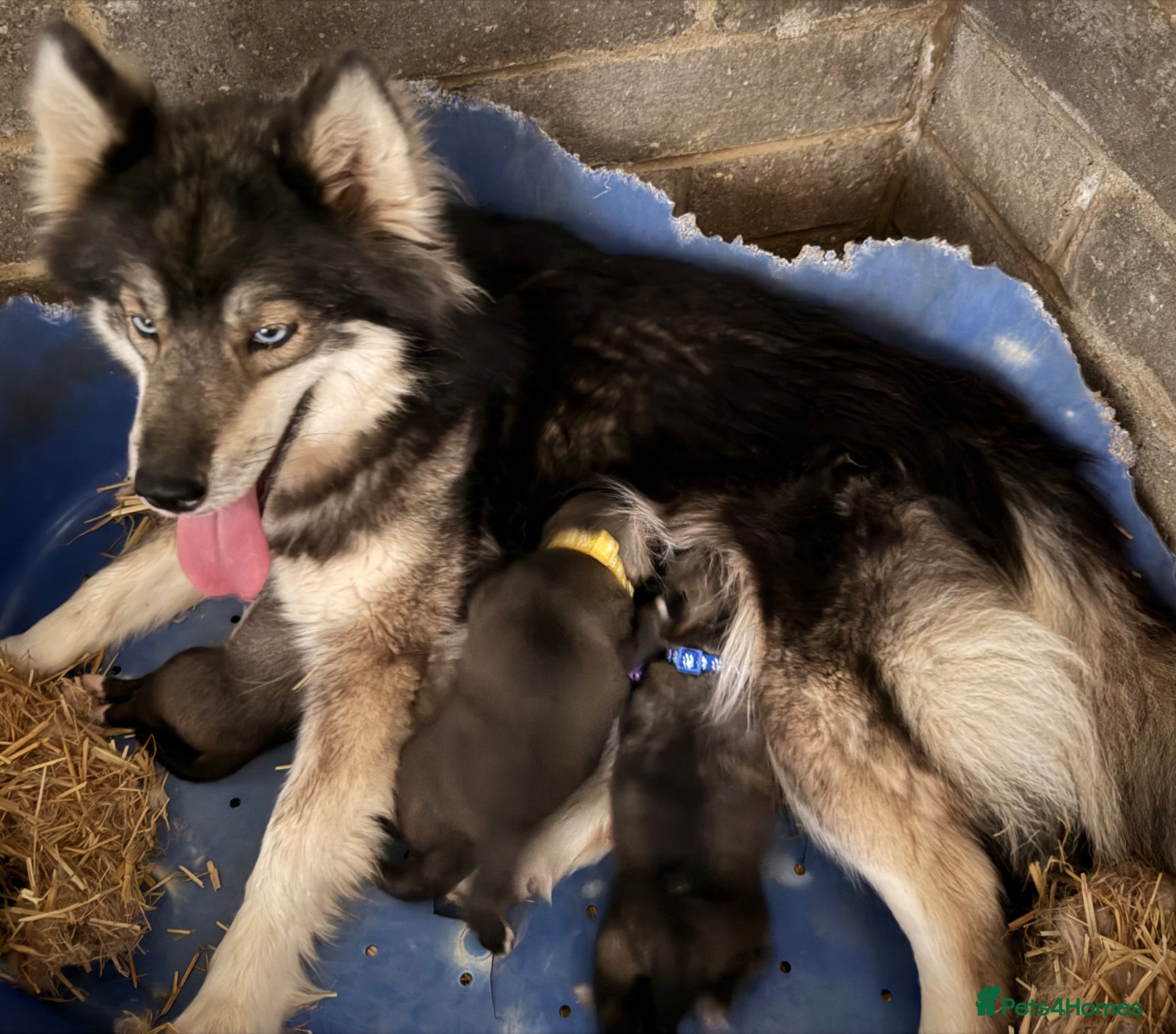 Siberian Husky dogs for sale: Gorgeous Siberian Husly puppies  - Advert 1