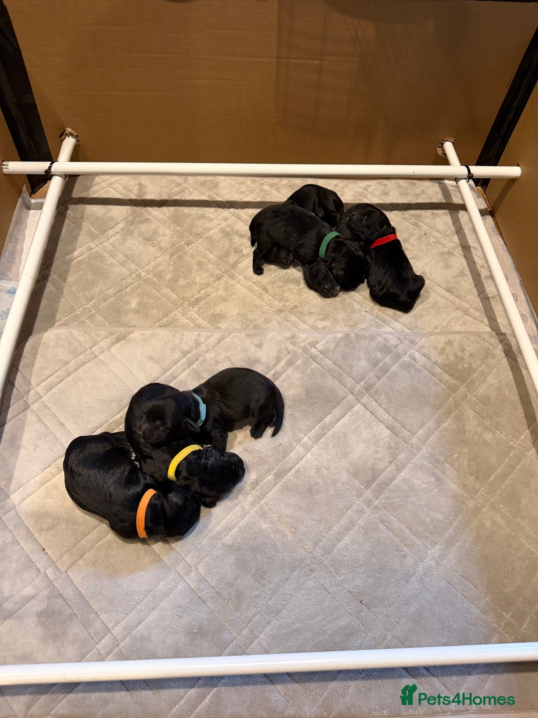 Cockapoo dogs for sale: Beautiful litter of cockapoos - Advert 8