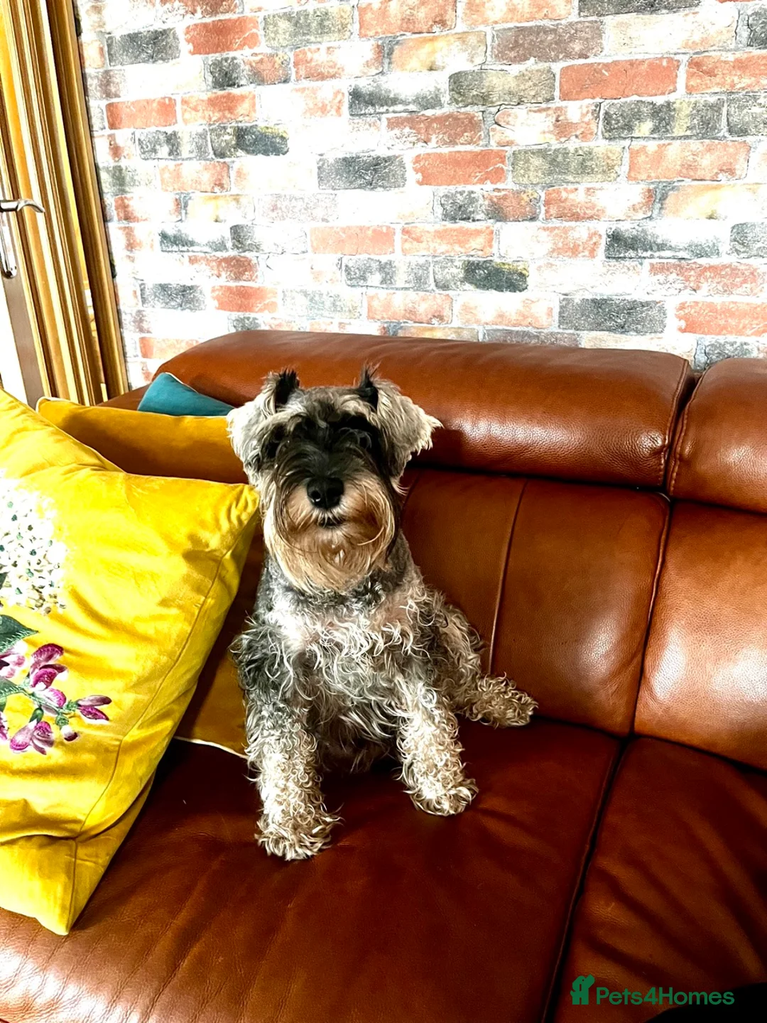 Miniature Schnauzer dogs for sale: Fully Health Tested KC Miniature Schnauzer Puppies - Advert 2