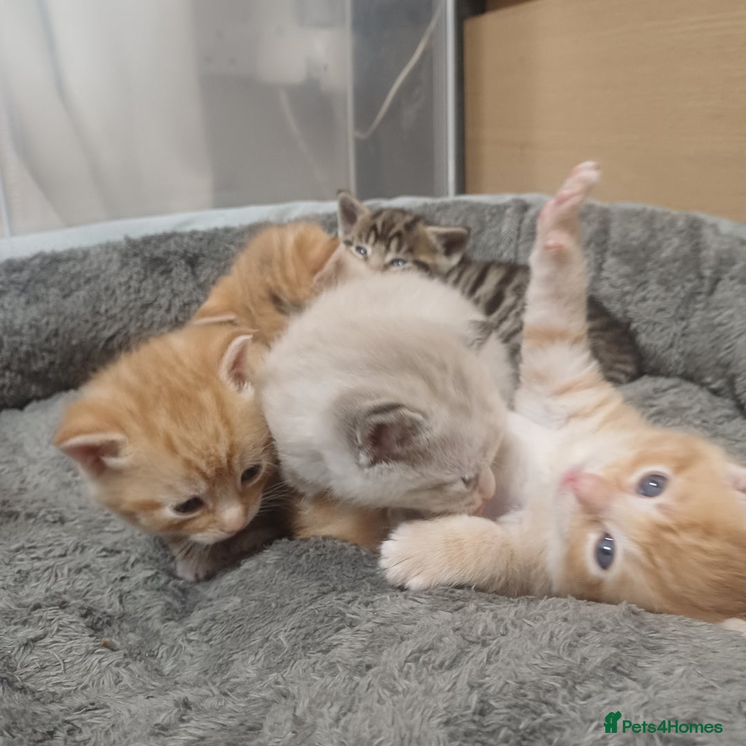 Mixed Breed cats for sale: Lovely kittens😻😻😽😽❤️ - Advert 13
