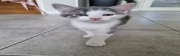 American Shorthair cats for sale: Lovely kittens - Advert 6