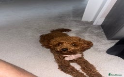 Toy Poodle dogs for sale: Red Apricot Toy Poodle  - Image 5