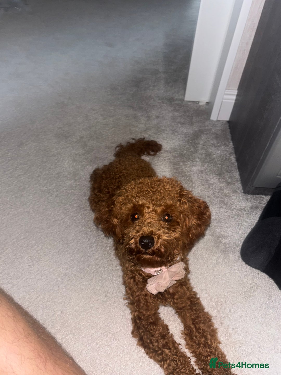 Toy Poodle dogs for sale: Red Apricot Toy Poodle  - Image 5