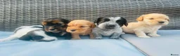 Mixed Breed dogs for sale: Stunning litter available  - Advert 20