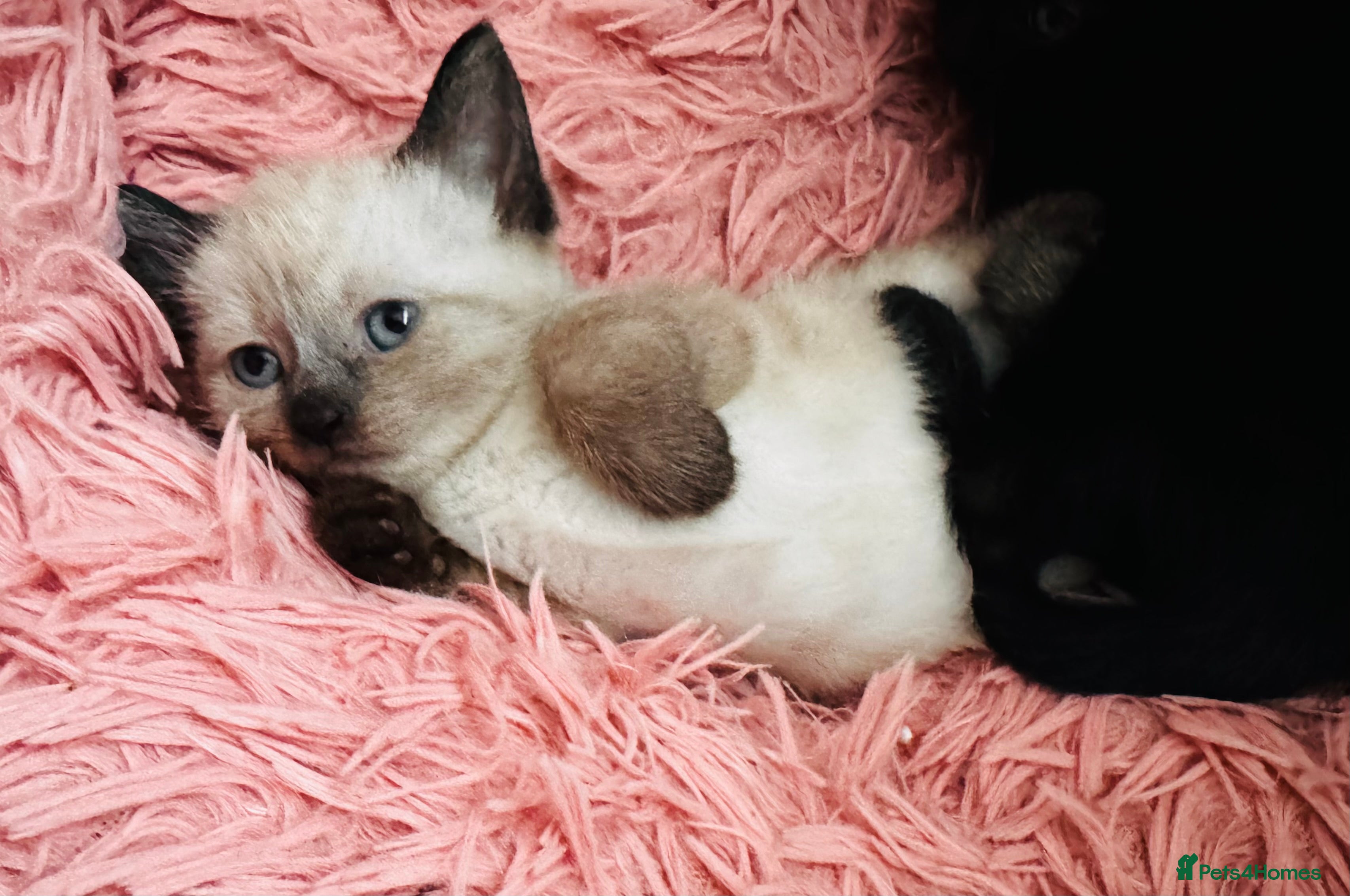 Mixed Breed cats 😻BEAUTIFUL KITTENS😻 - Advert 2
