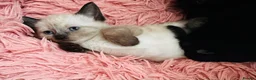 Mixed Breed cats for sale: 😻BEAUTIFUL KITTENS😻 - Advert 2