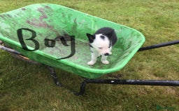 Border Collie dogs for sale: Farm bred border collie pups - Image 8