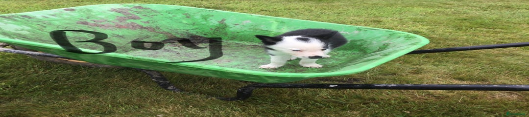 Border Collie Puppy 1