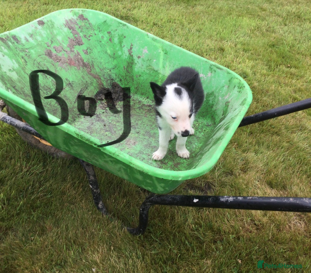 Border Collie dogs for sale: Farm bred border collie pups - Image 8