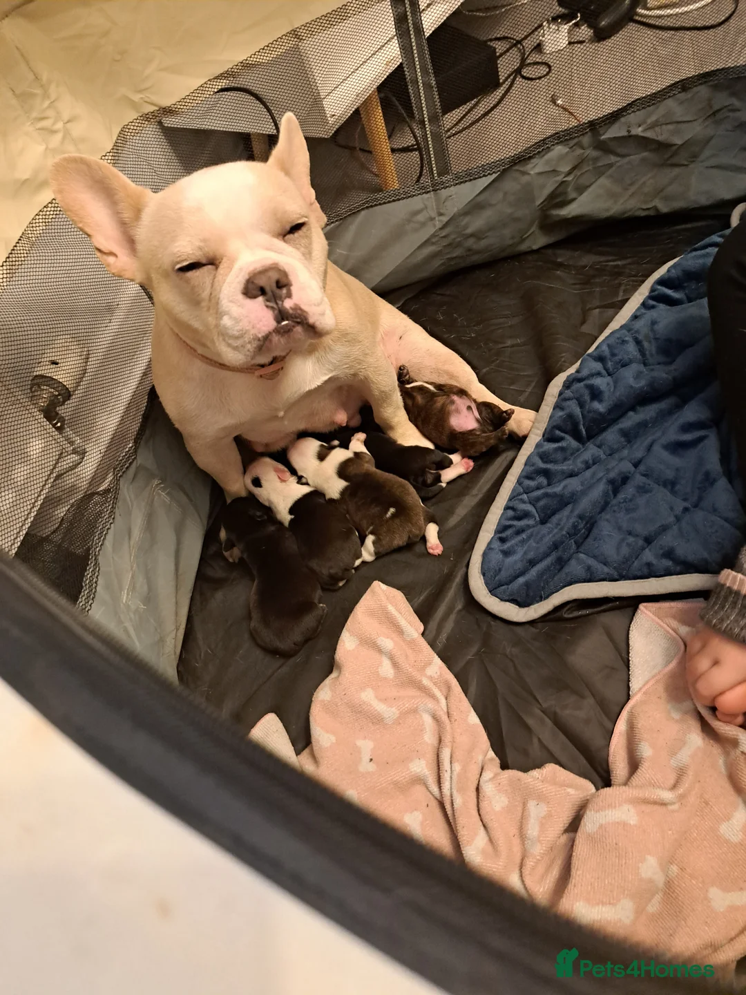 Mixed Breed dogs for sale: Puppies  - Advert 2