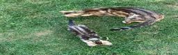 Bengal cats for sale: Two gorgeous bengal boys left READY NOW - Advert 12