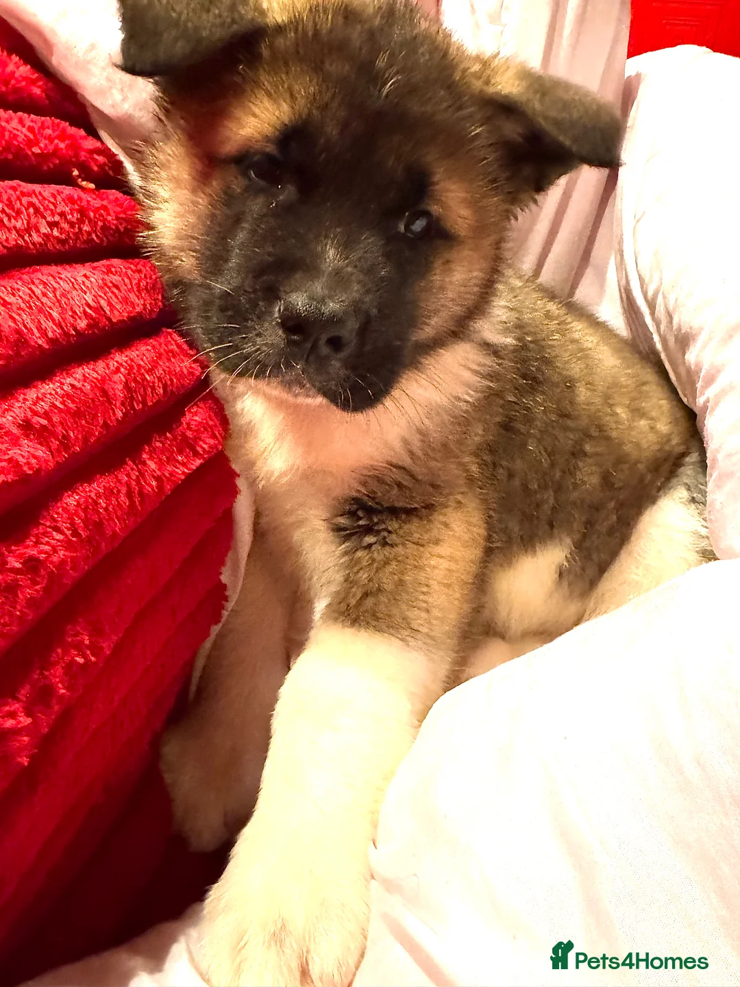 Akita dogs for sale: Akita puppy  in Dagenham - Advert 5