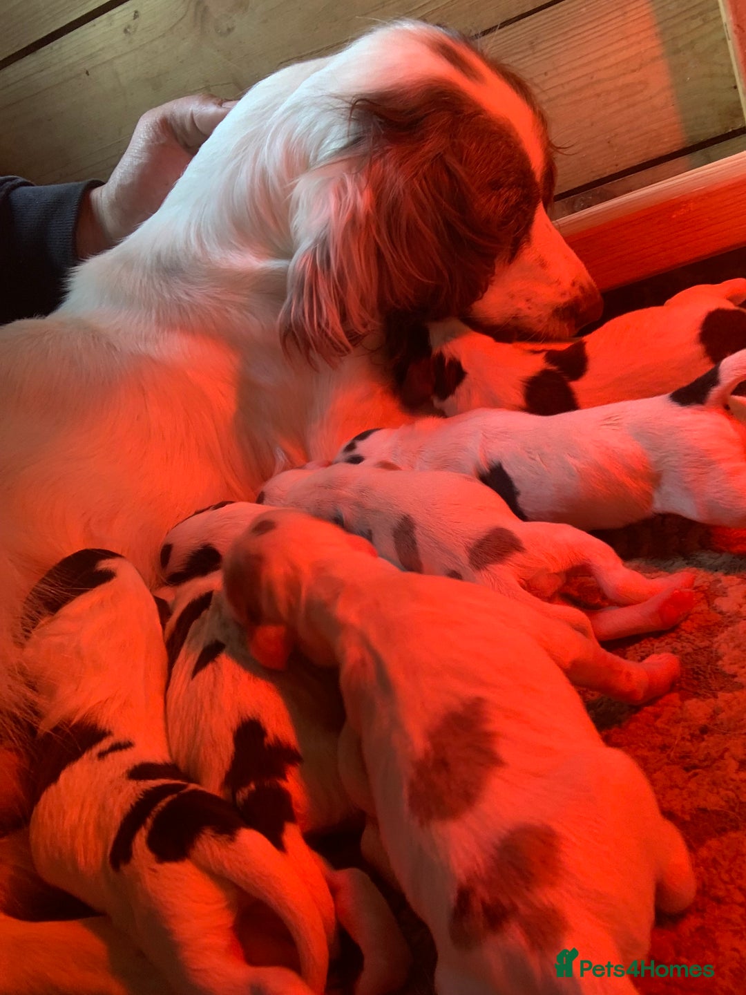 Cocker Spaniel dogs for sale: Cocker spaniel puppies  - Advert 7