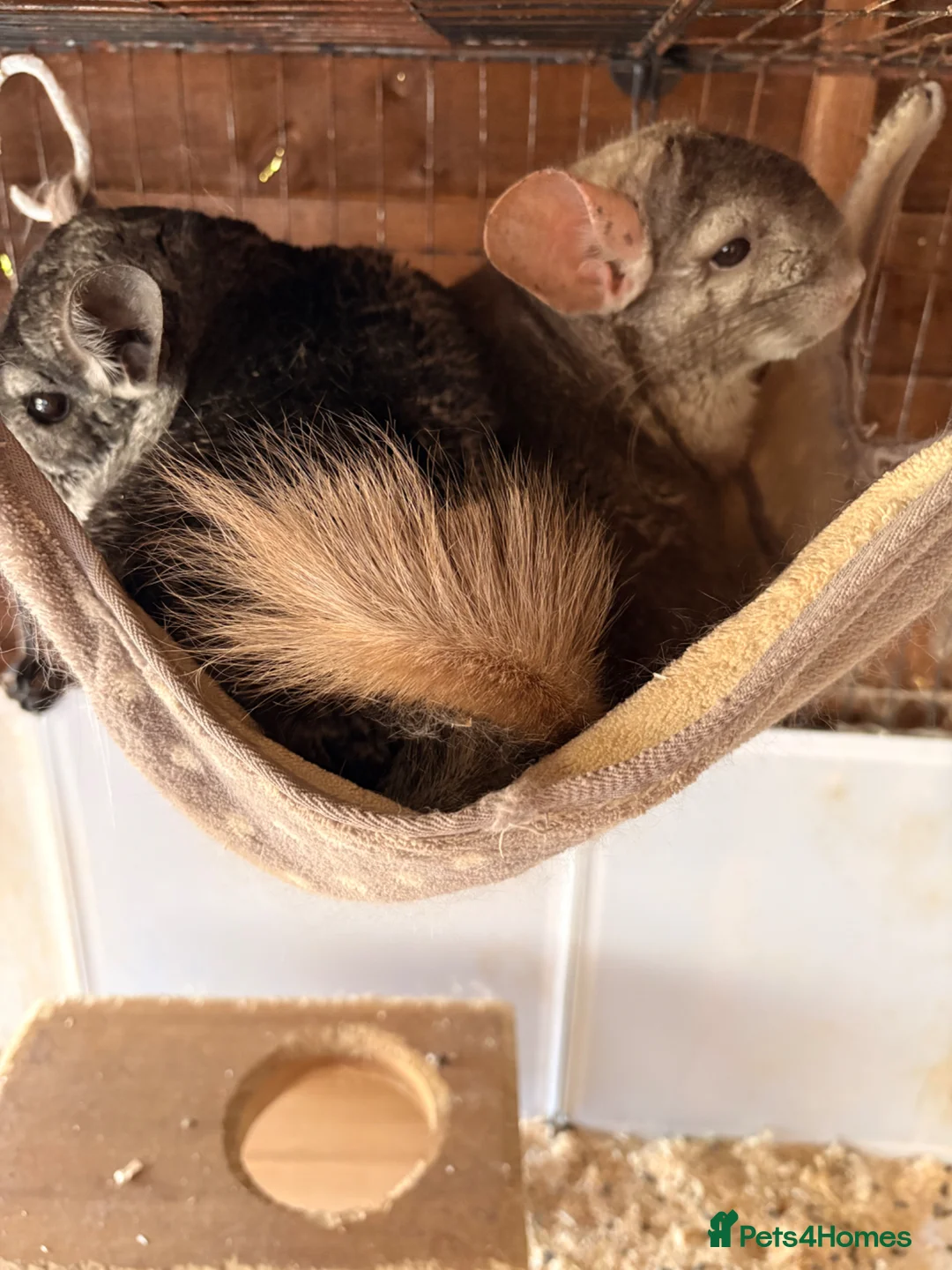 Chinchilla rodents for sale: Two gorgeous, friendly chinchilla girls in Winchester - Advert 3