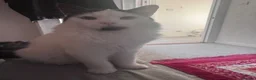 Mixed Breed cats for sale: Oscar  in Daventry - Advert 8
