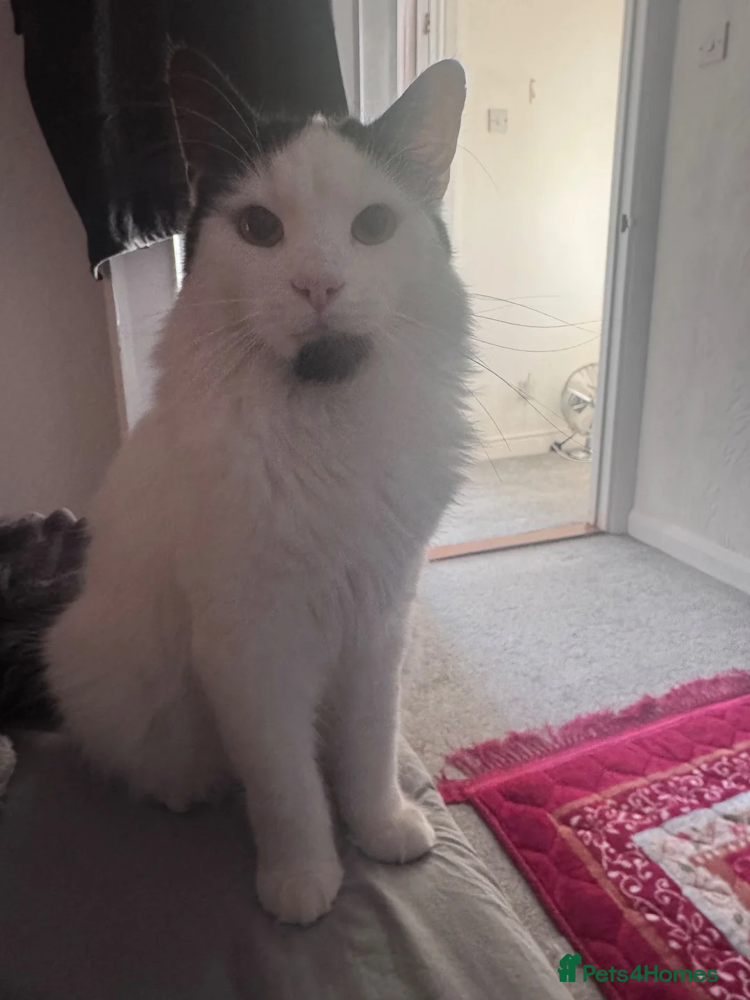 Mixed Breed cats for sale: Oscar  in Daventry - Advert 8