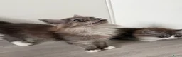 Mixed Breed cats for sale: beautiful persian chinchilla ragdoll babies - Advert 7