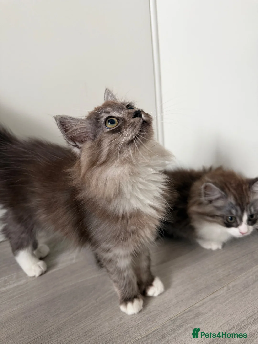 Mixed Breed cats for sale: beautiful persian chinchilla ragdoll babies - Advert 7