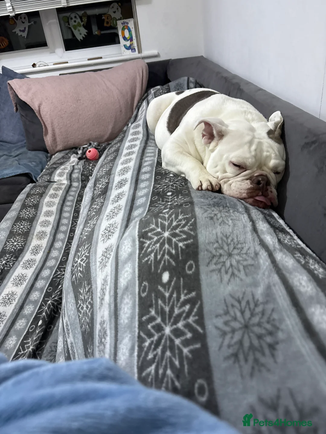 English Bulldog dogs for sale: English bulldog  in Halesowen - Advert 5