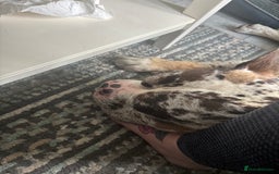 Olde English Bulldogge dogs for stud: Stud ready for female - Image 7