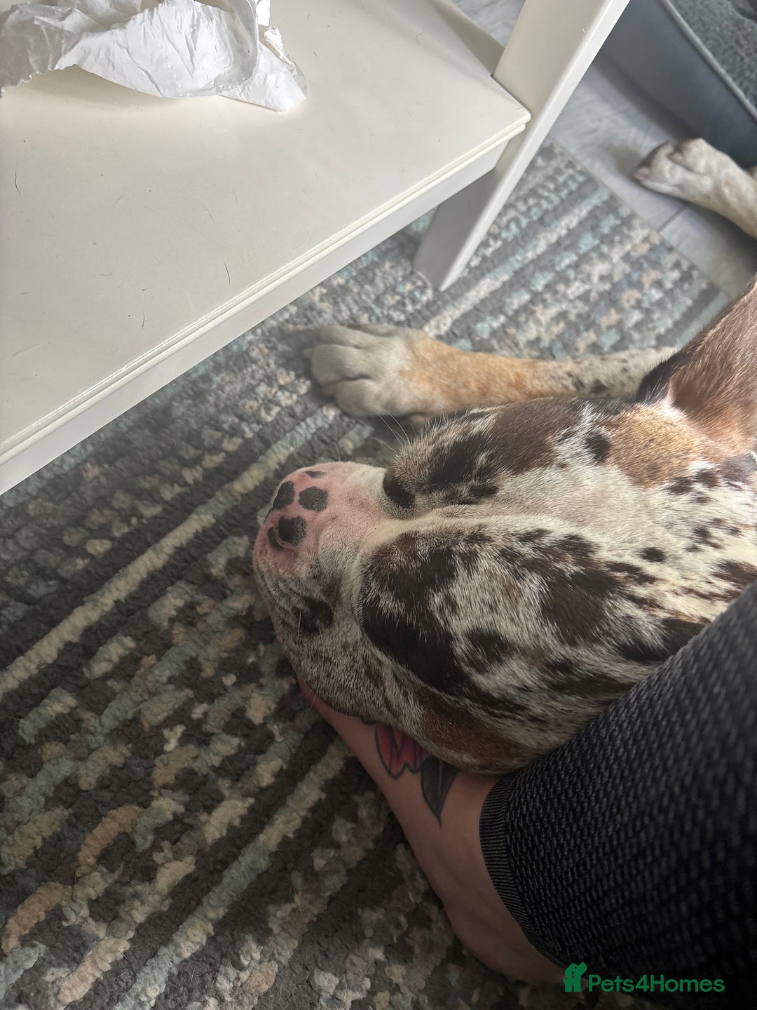 Olde English Bulldogge dogs for stud: Stud ready for female - Image 7