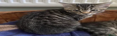 Mixed Breed Kitten 1