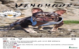 French Bulldog dogs for sale: Gorgeous Big Rope  - Advert 5