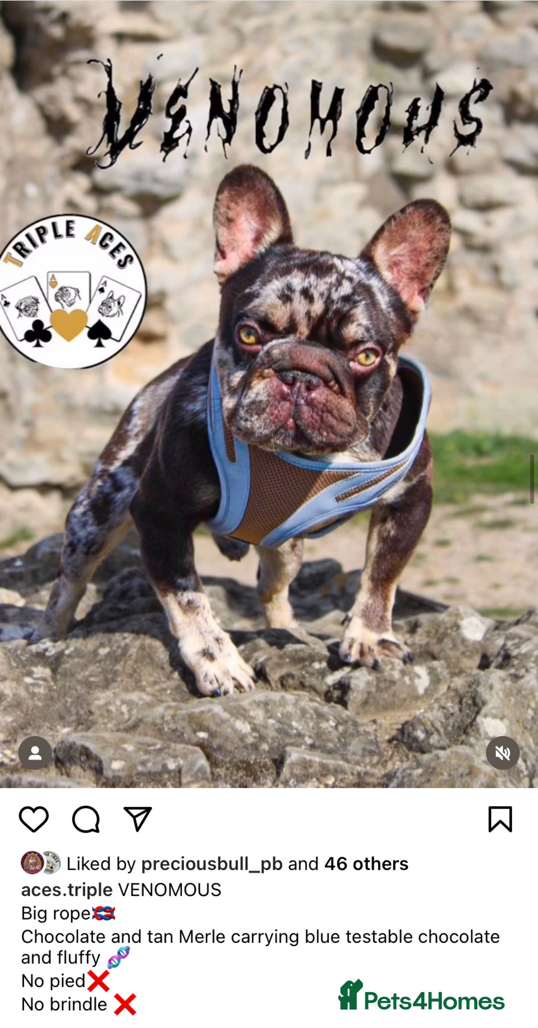 French Bulldog dogs for sale: Gorgeous Big Rope  - Advert 5