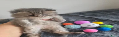 Kitty 2