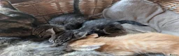 Domestic Shorthair cats for sale: Gorgeous kittens - Advert 8