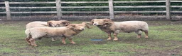 Sheep livestock for sale: Portland Rams in Retford - Advert 2