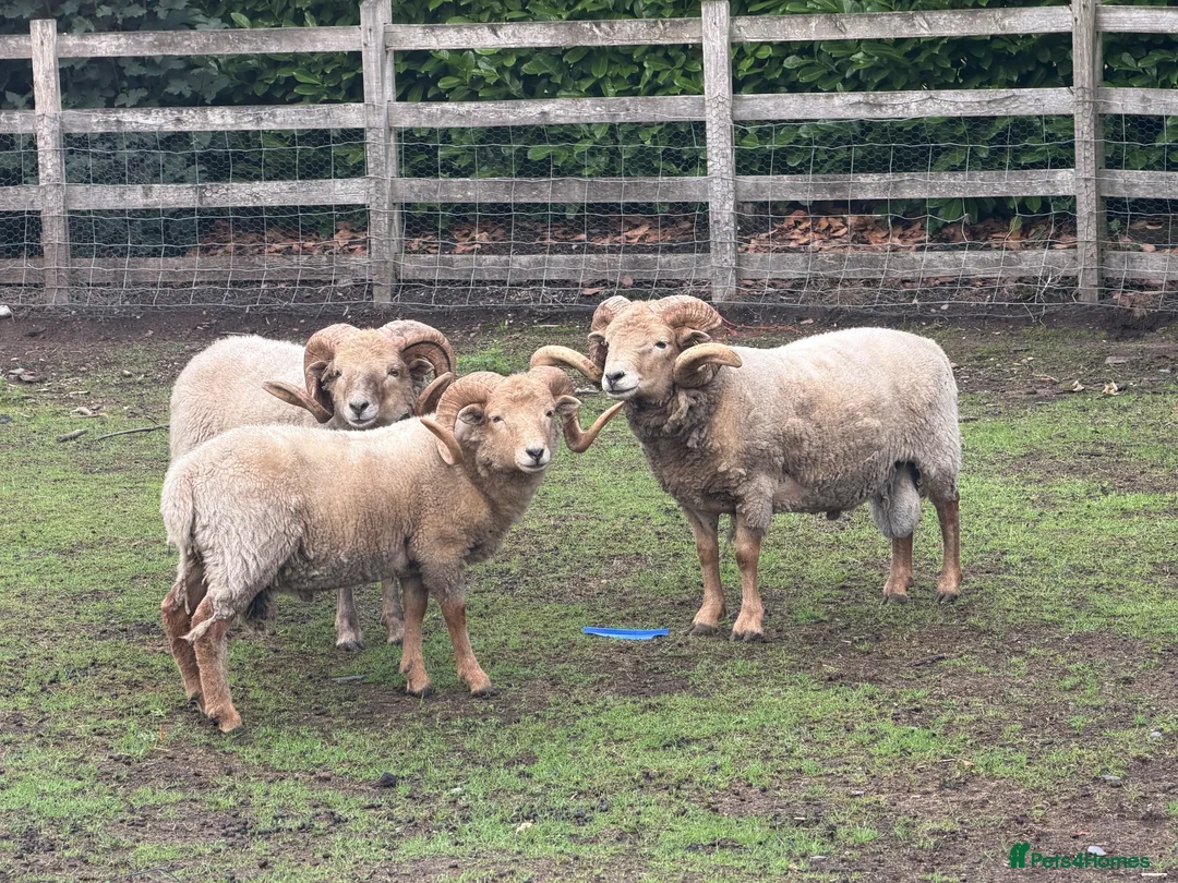 Sheep livestock for sale: Portland Rams in Retford - Advert 2