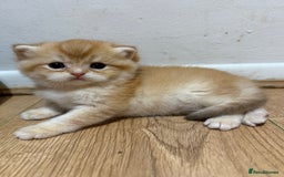 British Shorthair cats for sale: GCCF reg BSH & LH Chocolate & Black Golden Kittens - Image 2