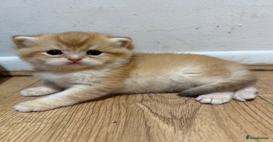 British Shorthair cats - Advert 9