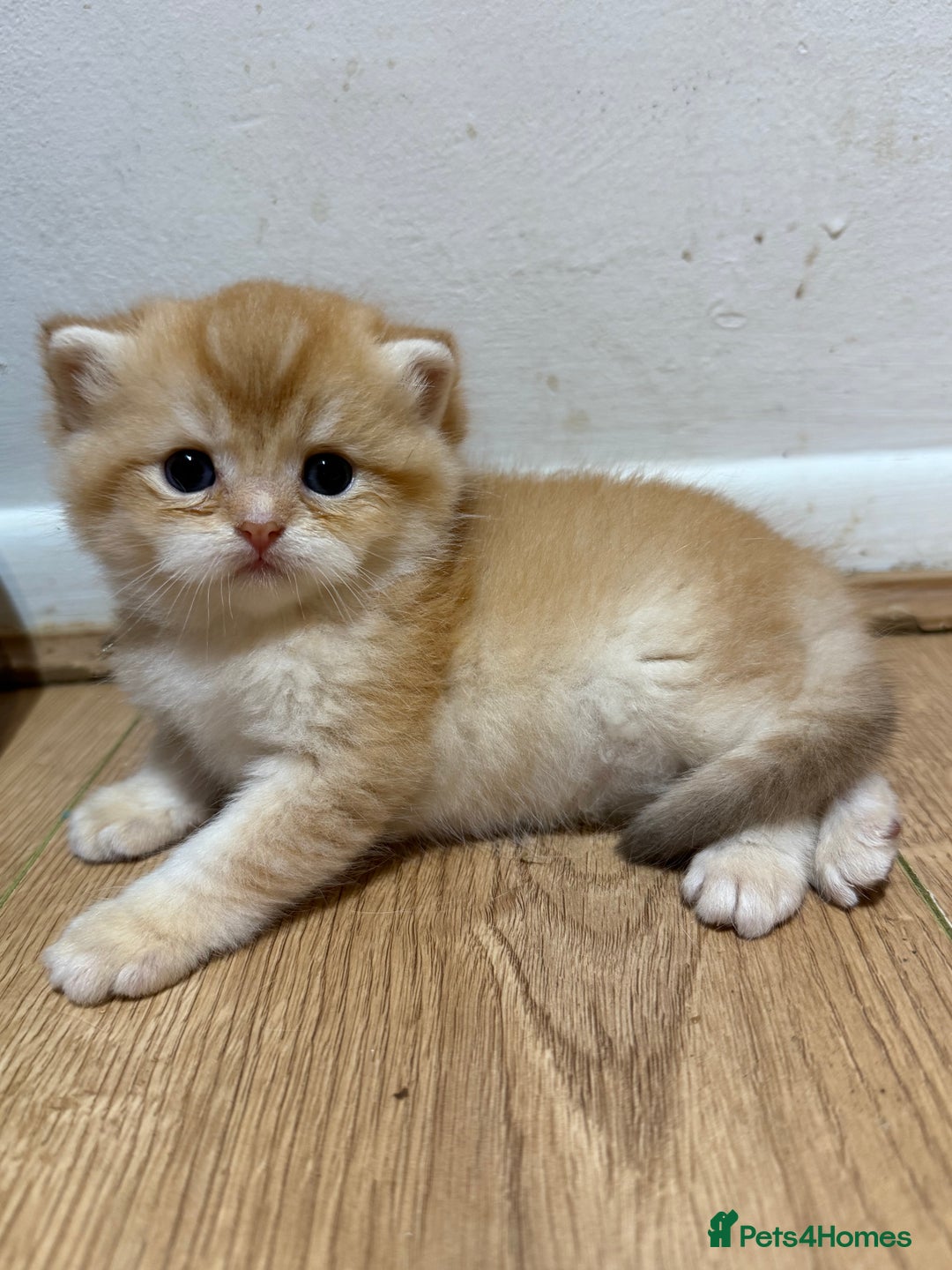 British Shorthair cats for sale: GCCF reg BSH & LH Chocolate & Black Golden Kittens - Image 2