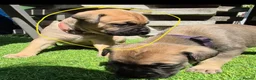 Bullmastiff dogs for sale: Bullmastif mastiff female puppies  - Advert 2