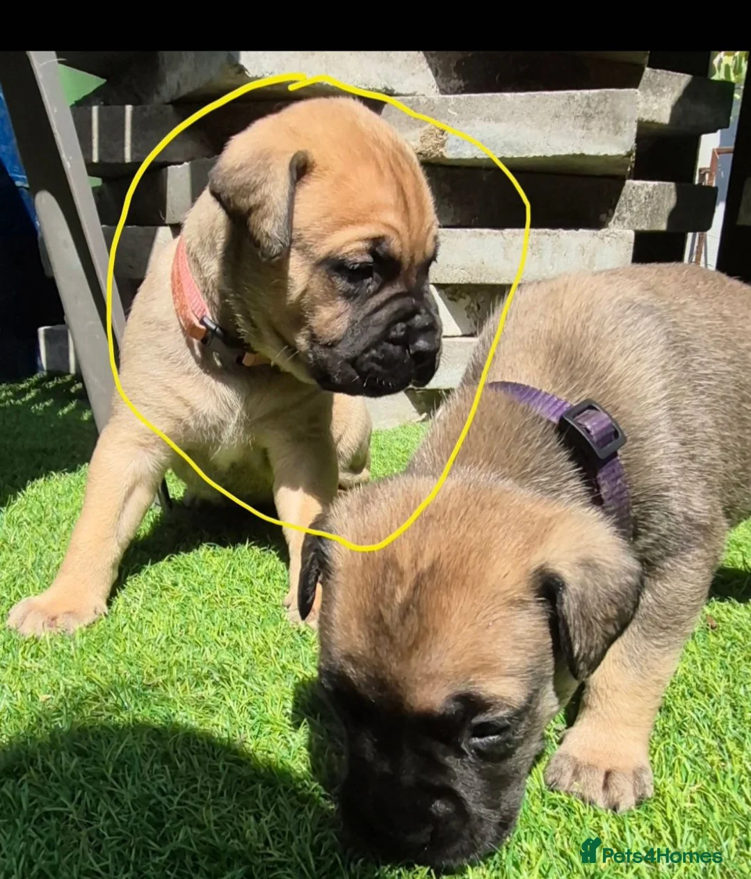 Bullmastiff dogs for sale: Bullmastif mastiff female puppies  - Advert 2