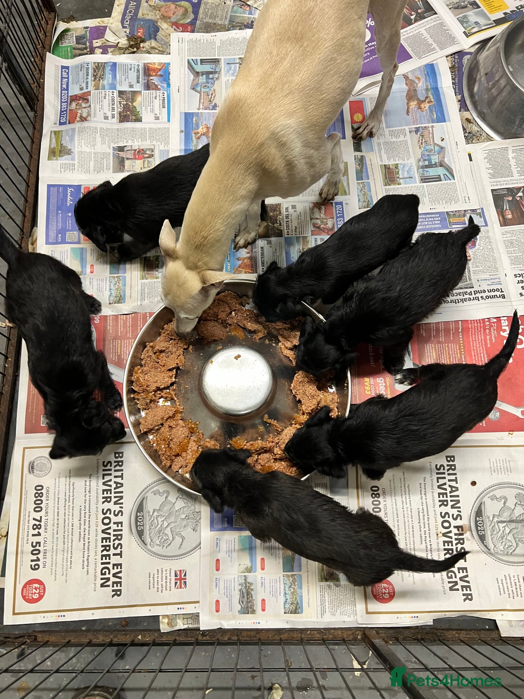 Bedlington Terrier dogs for sale: Beautiful F1 Bedlington x Whippet Puppies - Advert 5