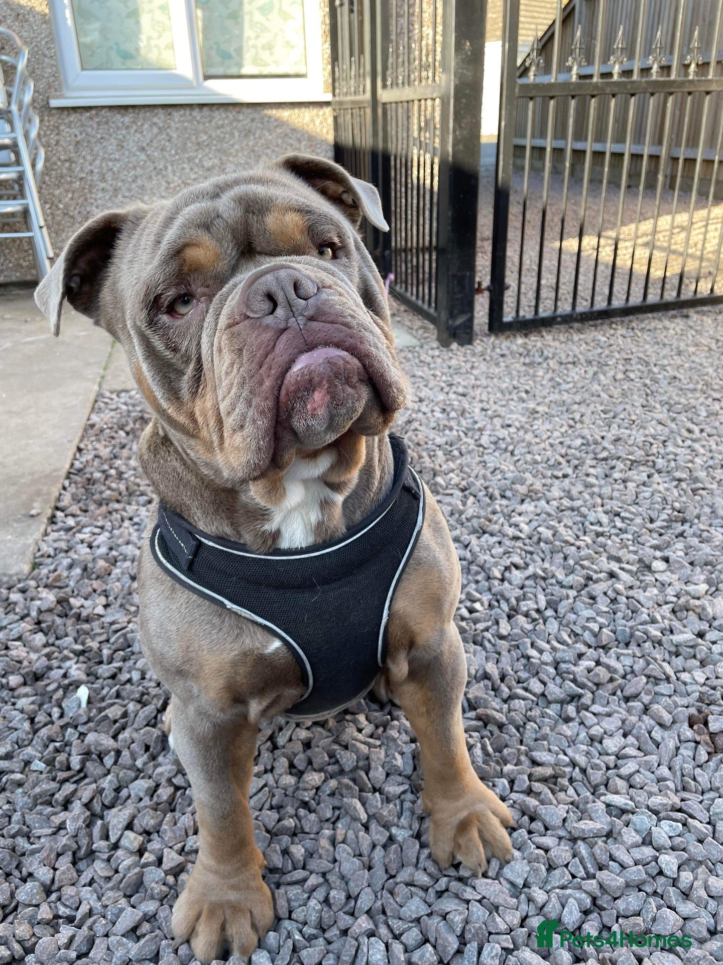 Olde English Bulldogge dogs Reggie  - Advert 10