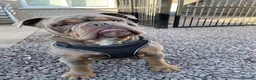 Olde English Bulldogge dogs for sale: Reggie  - Advert 1