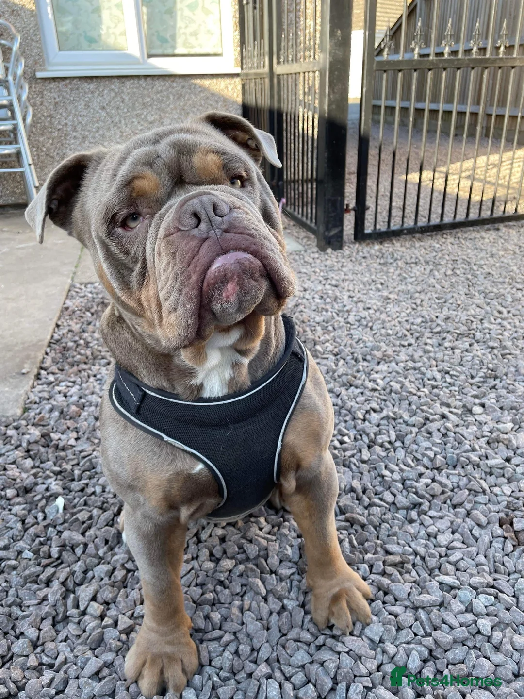 Olde English Bulldogge dogs for sale: Reggie  - Advert 1