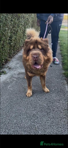 Gallery Image {{count}}