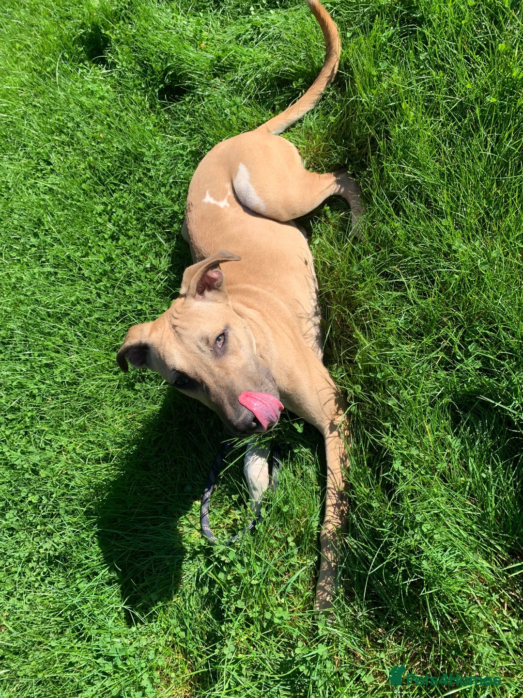Mixed Breed dogs for sale: 2 x 9 month Lurcher x bullmastiff  - Image 10