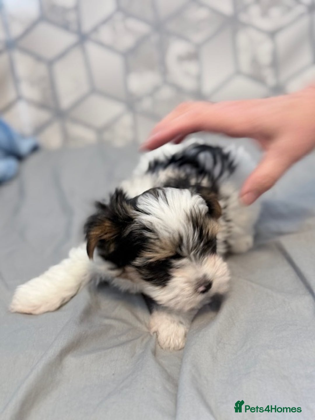 Yorkshire Terrier dogs for sale: Beautiful Yorkshire biewer terrier - Image 21