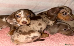 Dachshund dogs for sale: Dachshund puppies F1 - Image 3