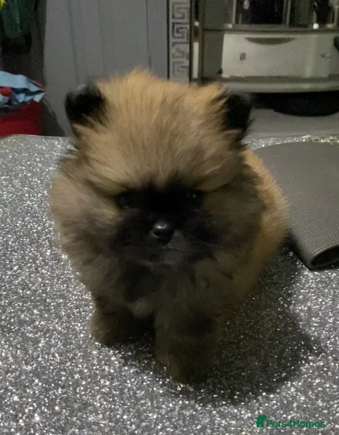 Mixed Breed dogs for sale: Peekapom puppies - Advert 6