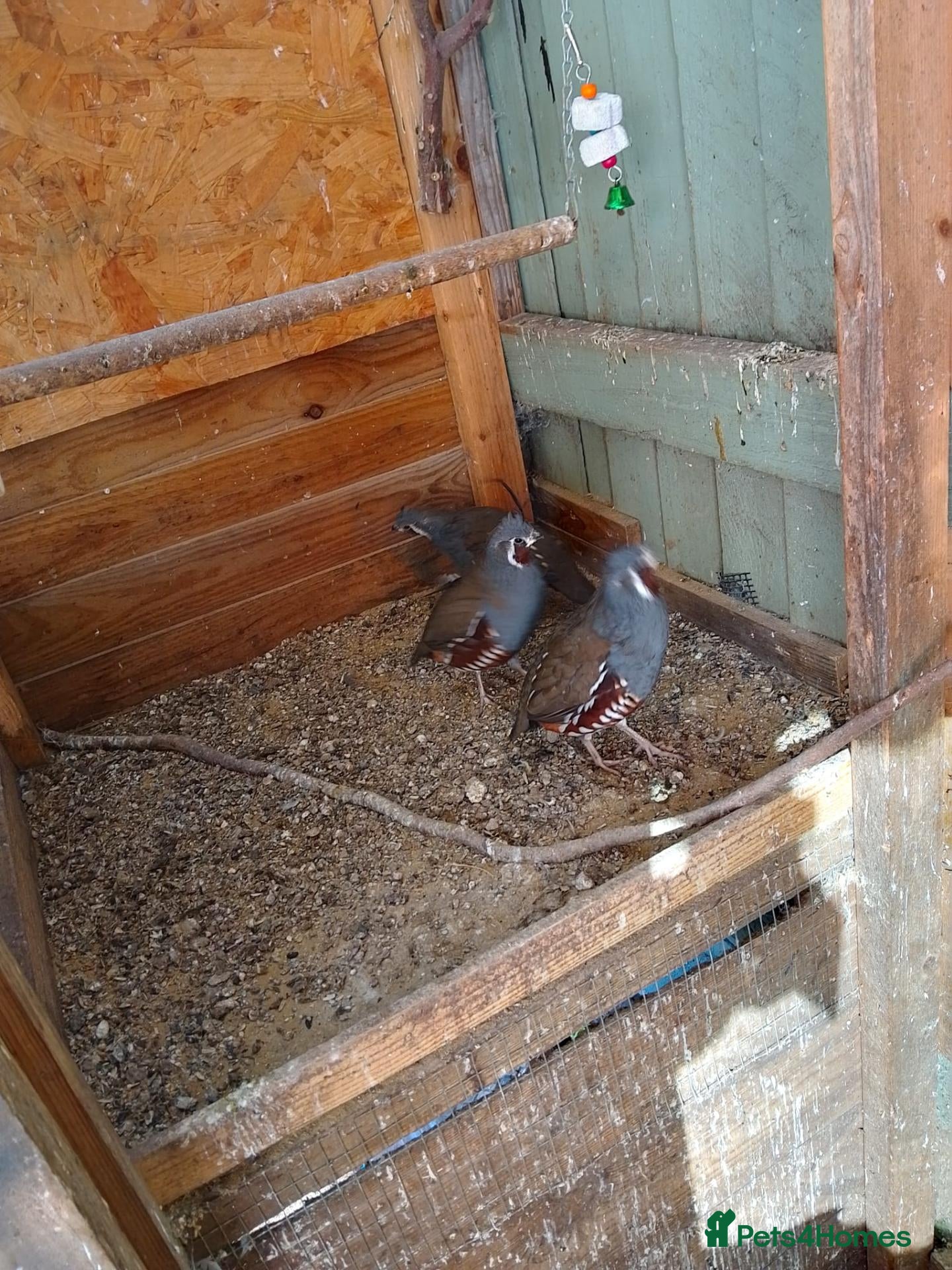 Quail poultry Californian mountain quails - Advert 1