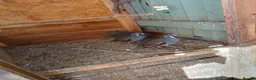 Quail poultry for sale: Californian mountain quails in Woking - Advert 1